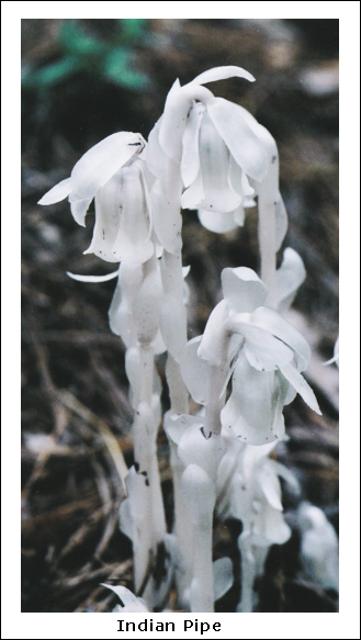 Indian Pipe